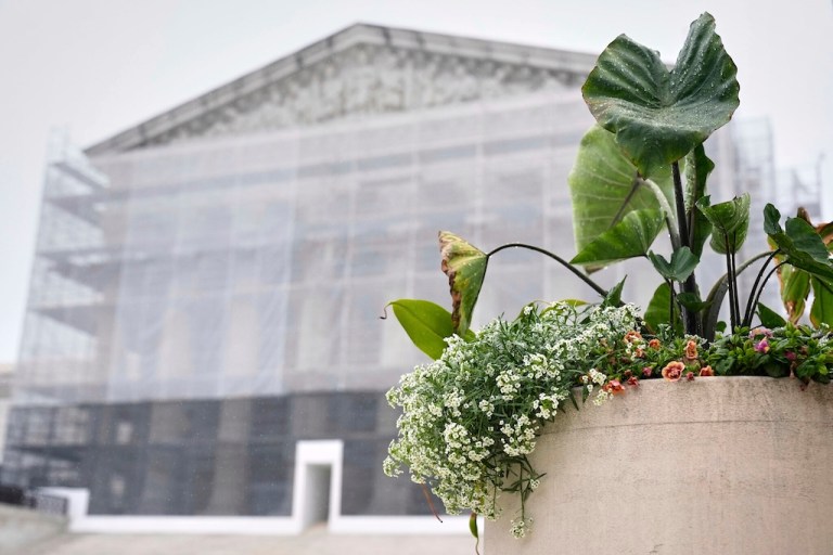 The Supreme Court with scaffolding behind a potted plant.