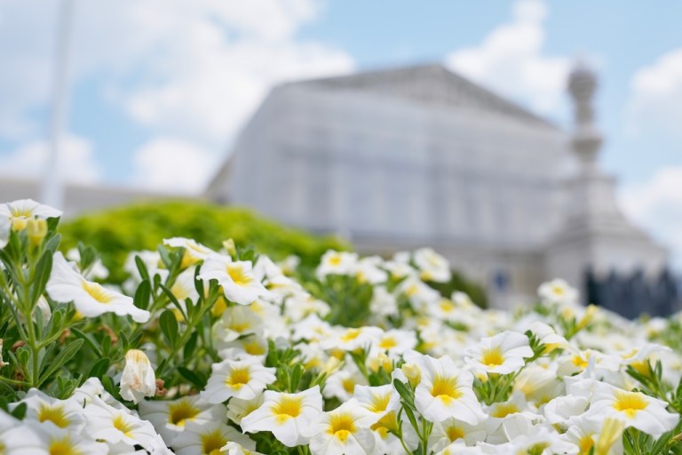 Flowers are in bloom in front of the Supreme Court Tuesday, July 22, 2025, in Washington. (AP Photo/Mariam Zuhaib)