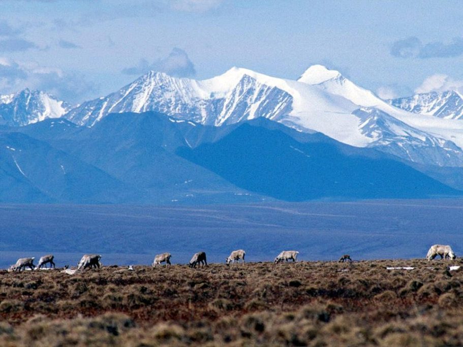 Senate votes to undo Biden-era production curbs in Alaska’s National Petroleum Reserve