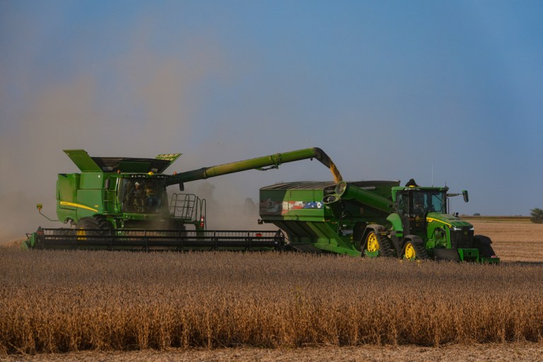 Combines harvest soybeans in a field.