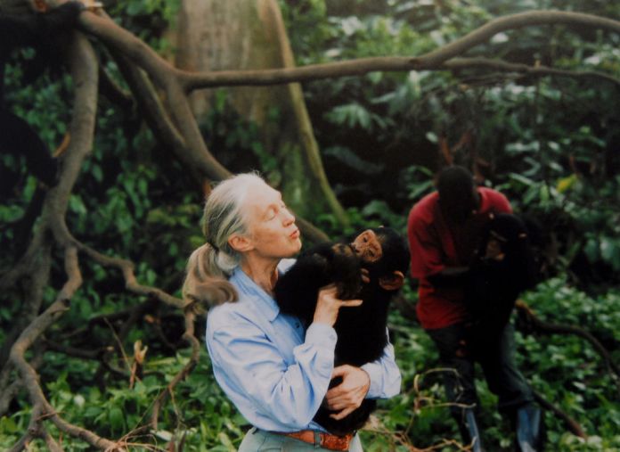 Jane Goodall, English primatologist, ethologist, and anthropologist, with a chimpanzee in her arms, c. 1995 (Photo by Apic/Getty Images)