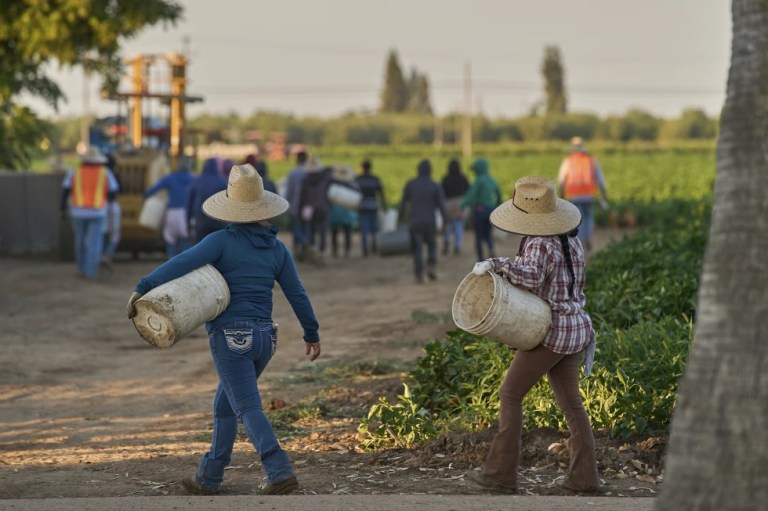 Migrant farmworkers head to pick crops on an early morning in Fresno, Calif., on July 18, 2025. (AP Photo/Damian Dovarganes, File)