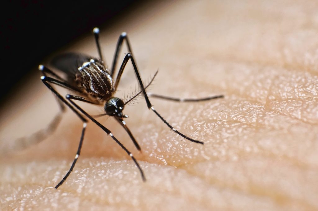 What to know about Chikungunya virus after case in New York