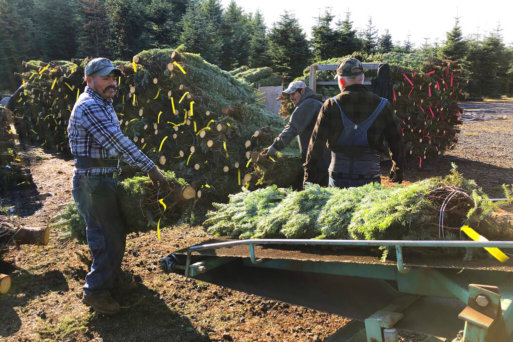 How millions of illegal immigrants got jobs in the US