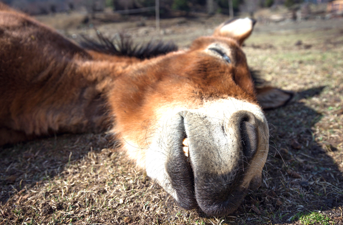 Getty Images life in uniform 1203 donkey