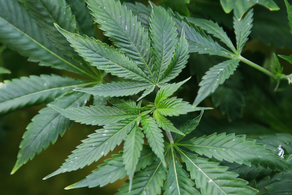 Colorado marijuana sales hit $1B as Trump shifts policy