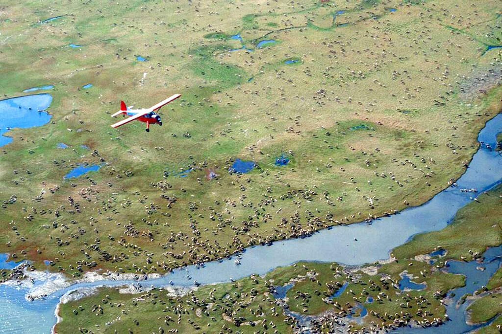 Republicans vote to cancel Biden drilling restrictions in Alaska’s wildlife refuge