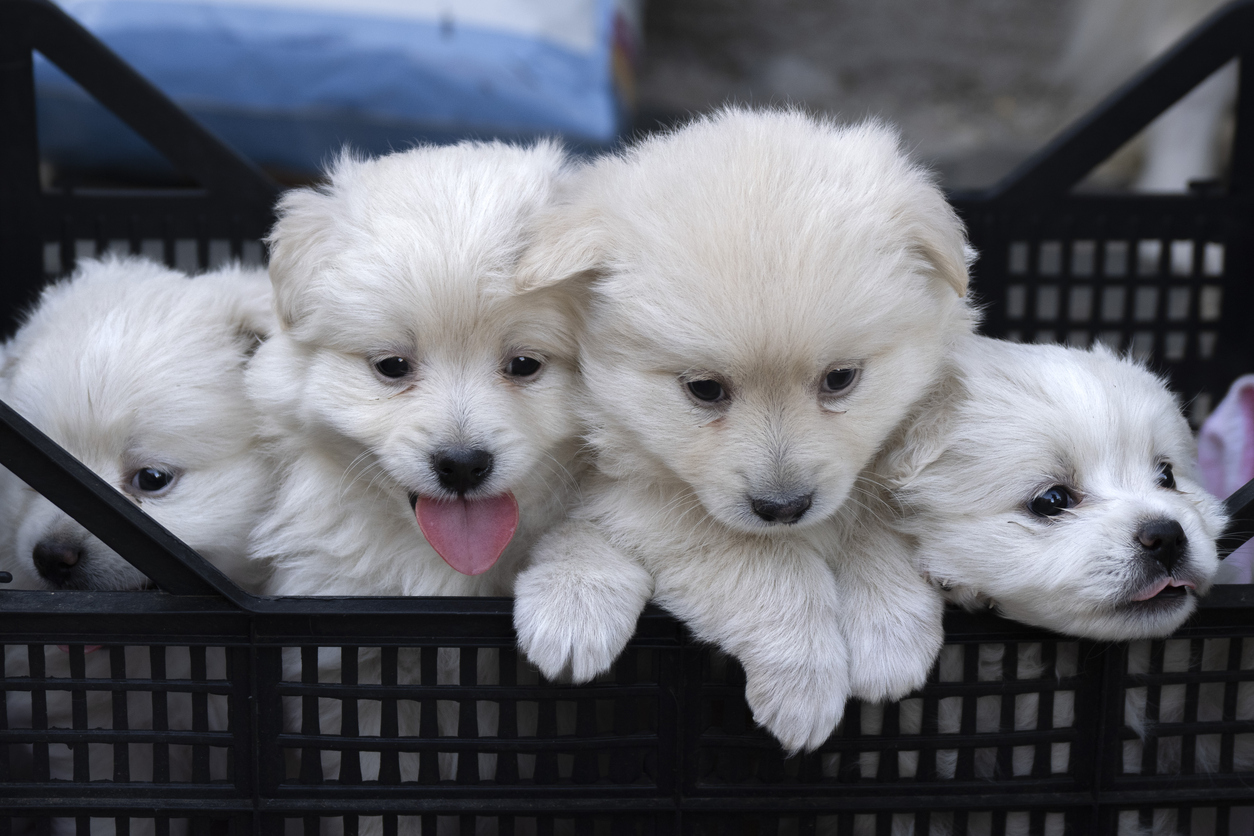 The pet industry’s predatory lender