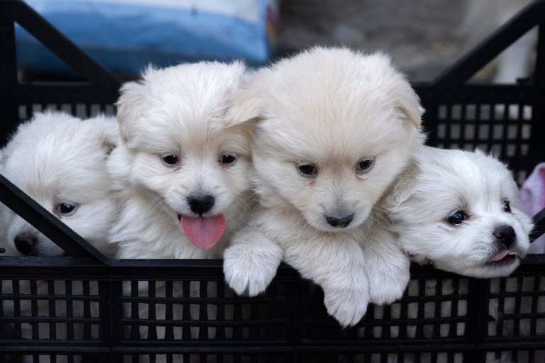 Pomeranian puppies