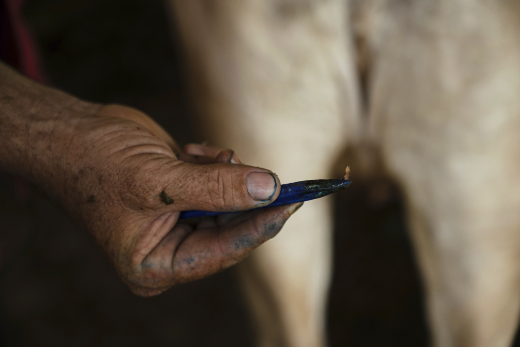 Texas prepares for looming screwworm outbreak: ‘There’s not a magic bullet’