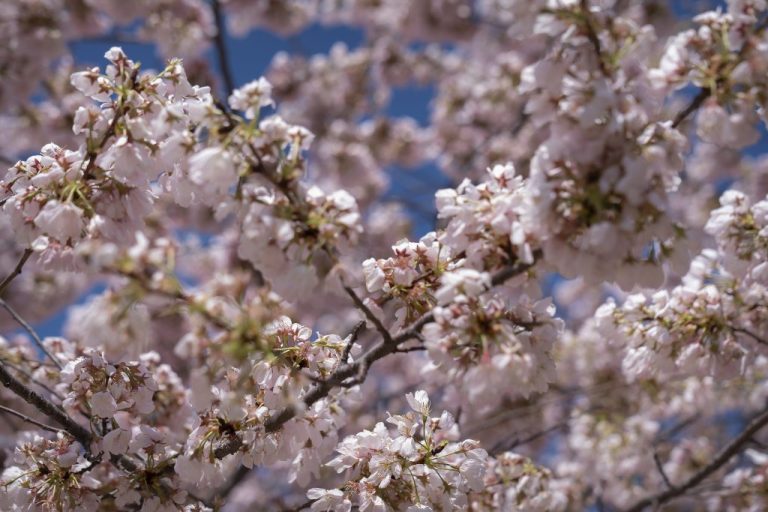 blooming flowers