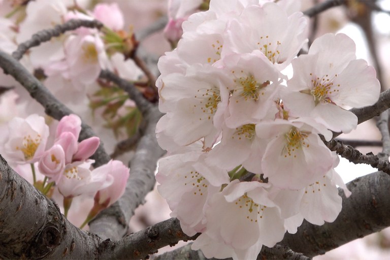 Close up of Cherry blossom in peak bloom