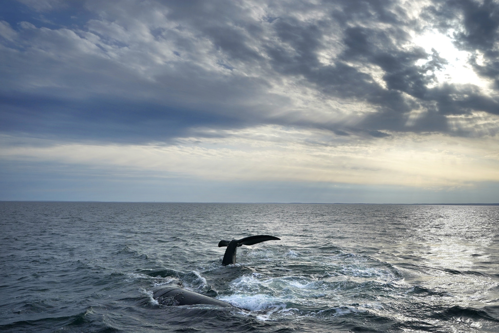 Republicans postpone Earth Day vote on bill amending Endangered Species Act 