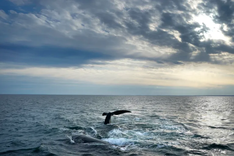 FILE - A pair of North Atlantic right whales interact at the surface of Cape Cod Bay, in Massachusetts, on March 27, 2023. (AP Photo/Robert F. Bukaty, File, NOAA permit # 21371)