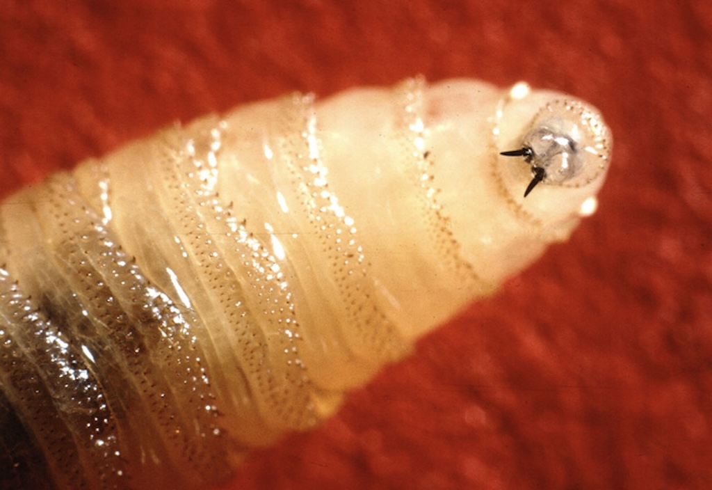 Flesh-eating maggots called New World screwworm move through Mexico toward US