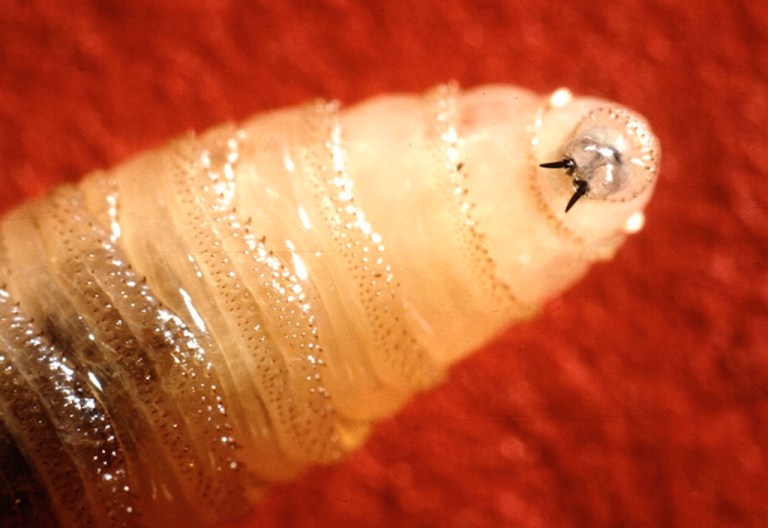 A New World screwworm larvae.