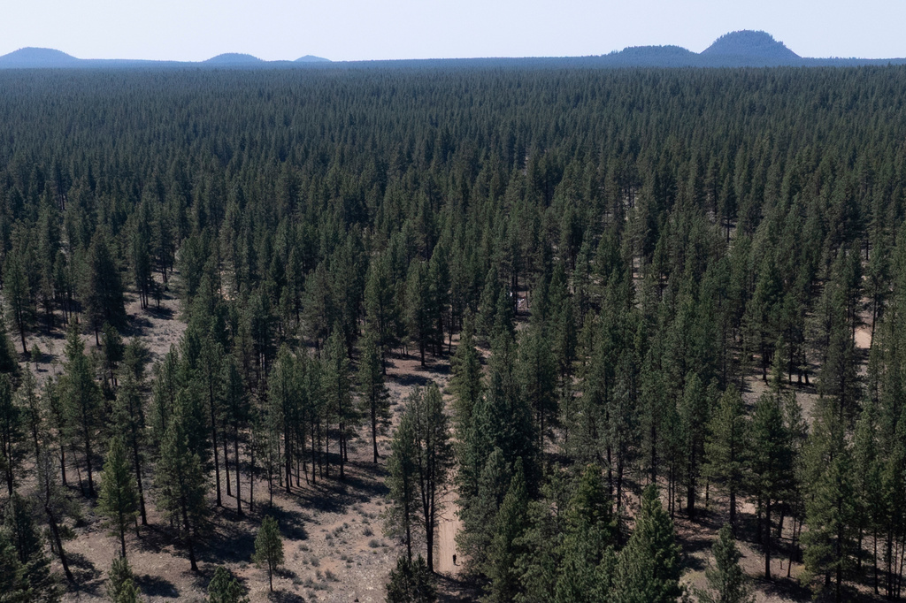 White House rips report of Forest Service dismantling: ‘More lies from these losers’