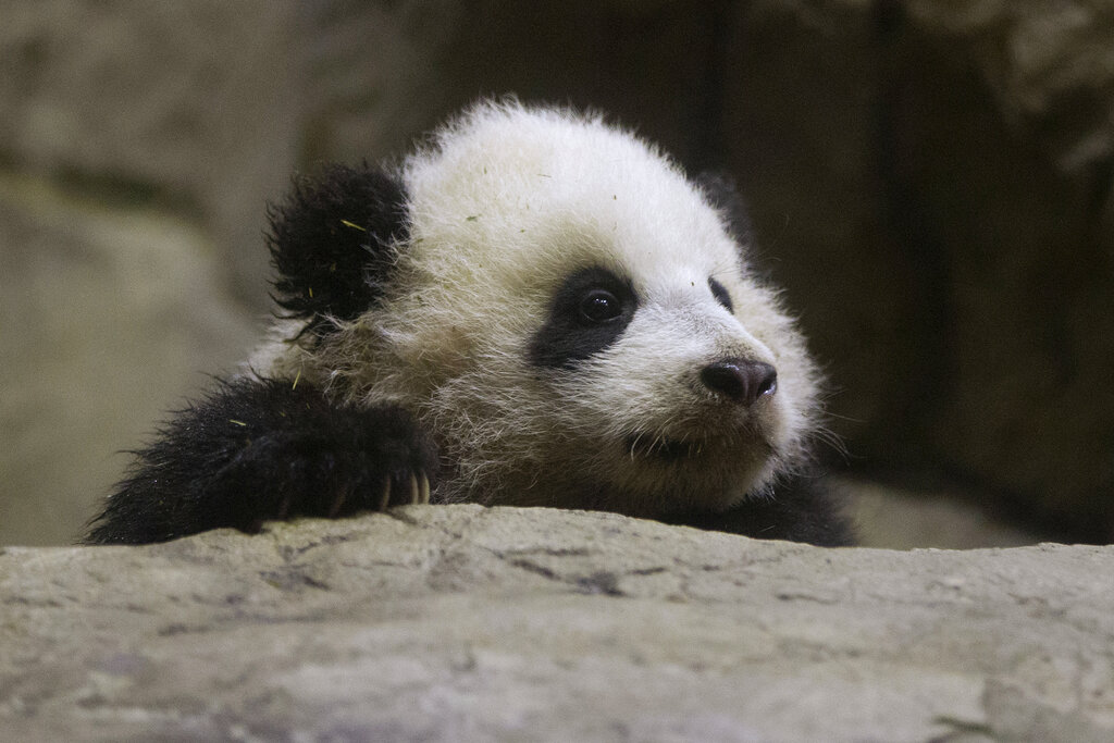 Panda diplomacy: China sends two bears to Atlanta ahead of Trump-Xi summit
