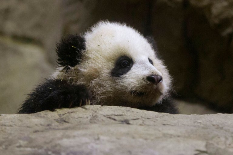 A baby panda on a rock.